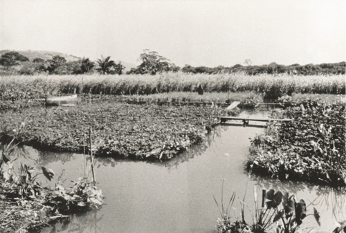 Chinampas en la estación biológica del INIREB